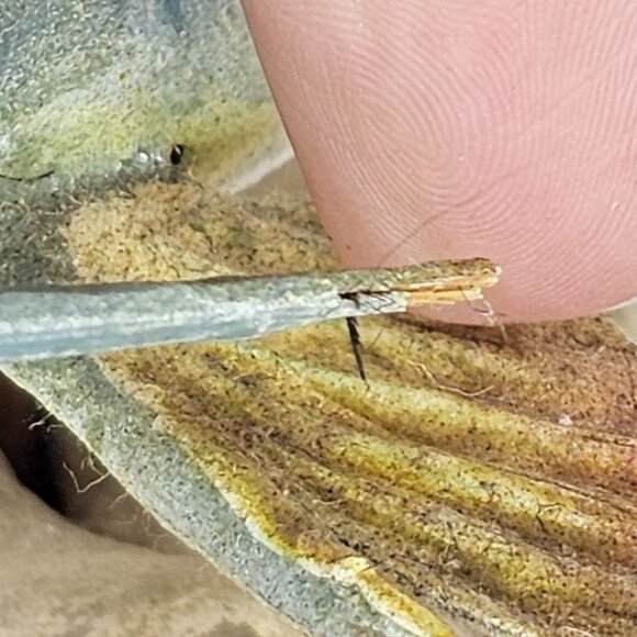 Handcrafted Catfish Wood Sculpture On Natural Base W L Bill Payne Folk Art Fish - Picture 12 of 14